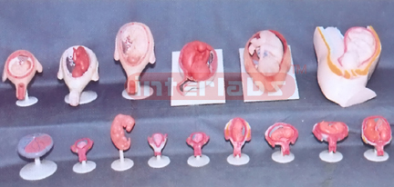 HUMAN PREGNANCY SERIES MODEL (15 PCS / SET)